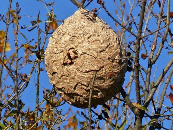 Nest van een Aziatische hoornaar