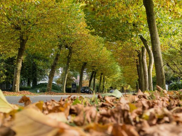 herfstbladeren