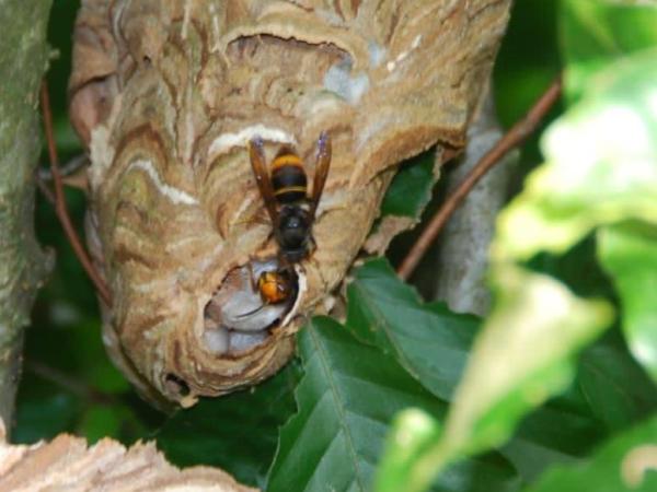 Infosessie Aziatische hoornaar