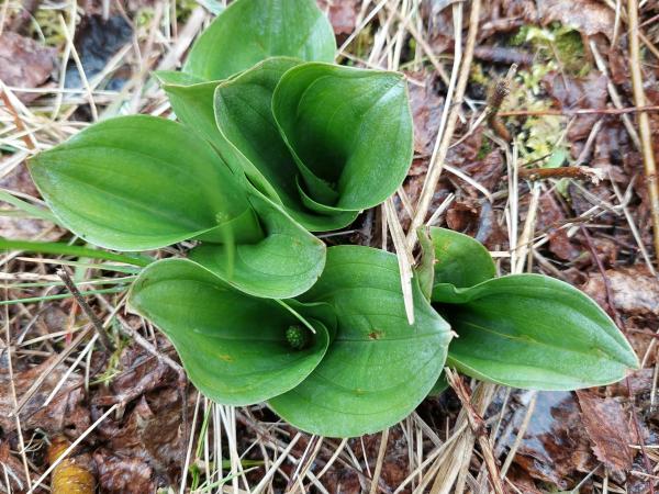 Winterwandeling Wijtschot © Peter Van de Vijvere