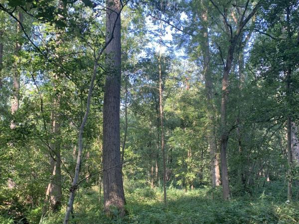 Herfstwandeling in 't Asbroek © Emmy Eberson