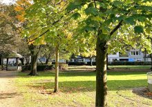 Meer groen in het centrum
