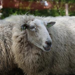 Schotens schaap