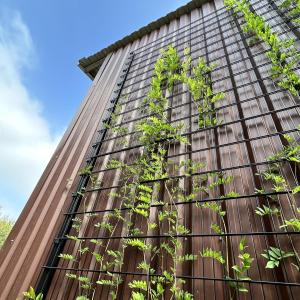Plant tegen gevel