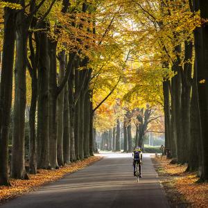 Laanbomen met een fietser