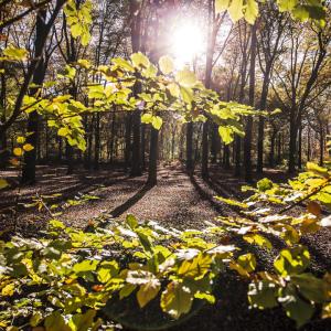 De zon schijnt door een bladerendek