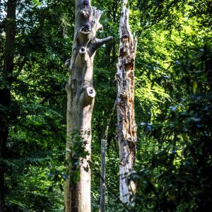 Zieke bomen